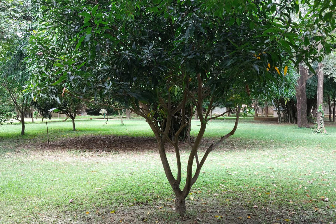 Lumbini Buddha Garden